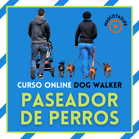 Curso paseador de Perros Dog Walker